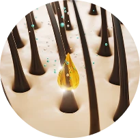 корень волоса