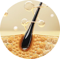 корень волоса