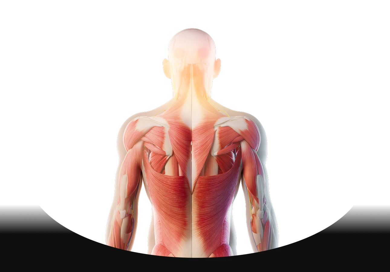 neck muscles