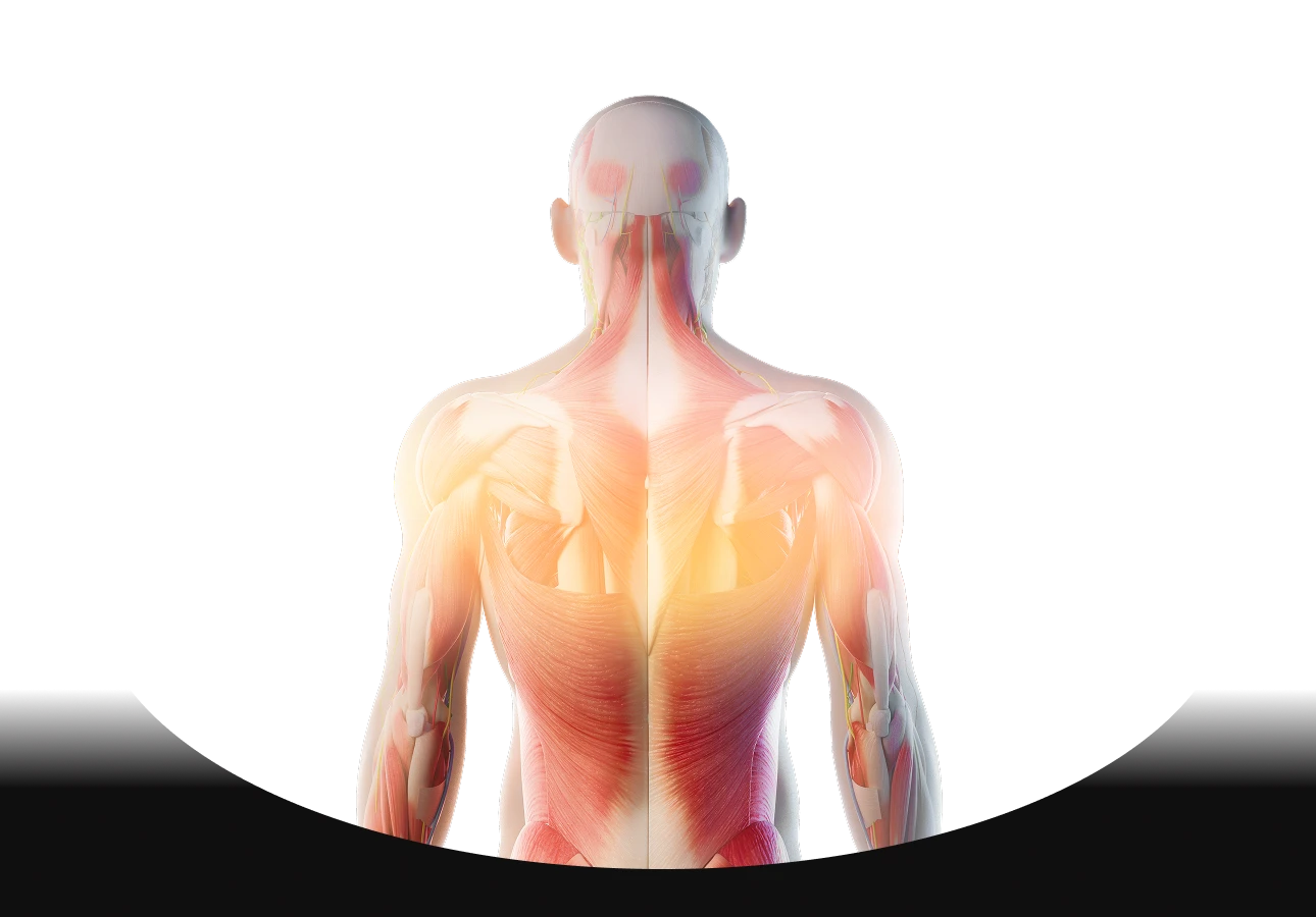 shoulder muscles