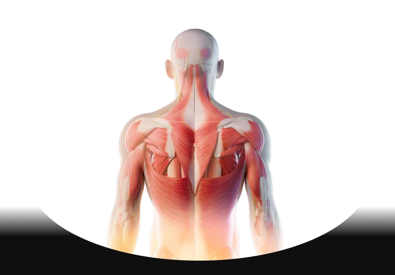 waist muscles