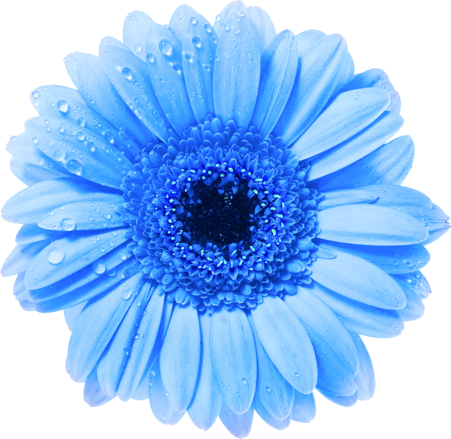 blue flower