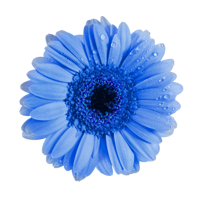 blue flower