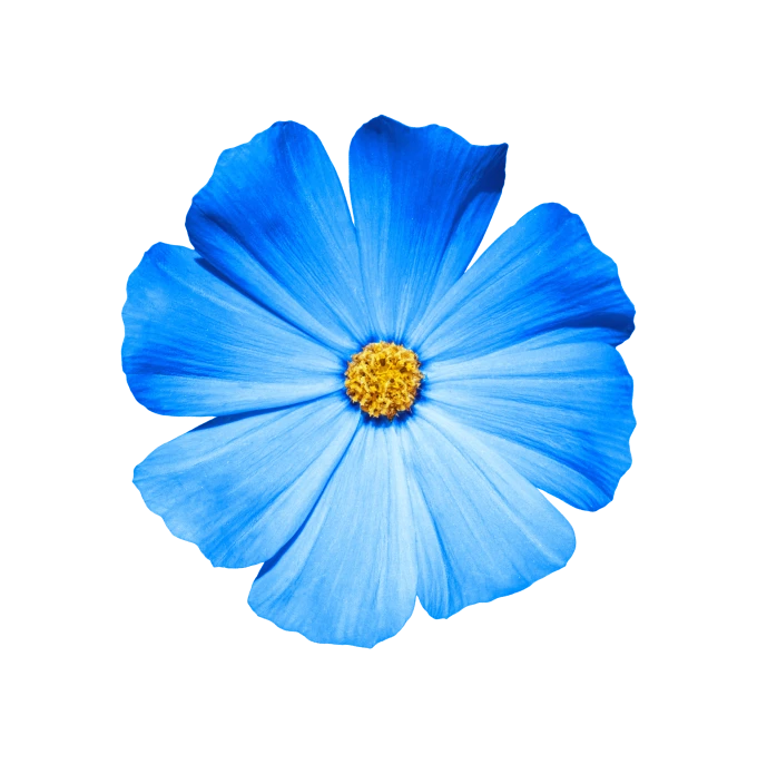 blue flower