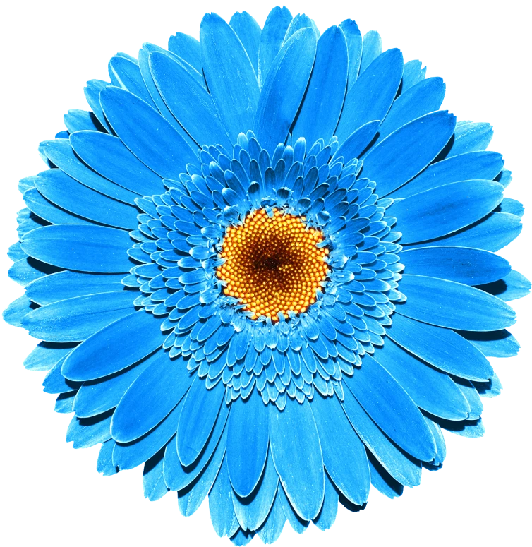 blue flower