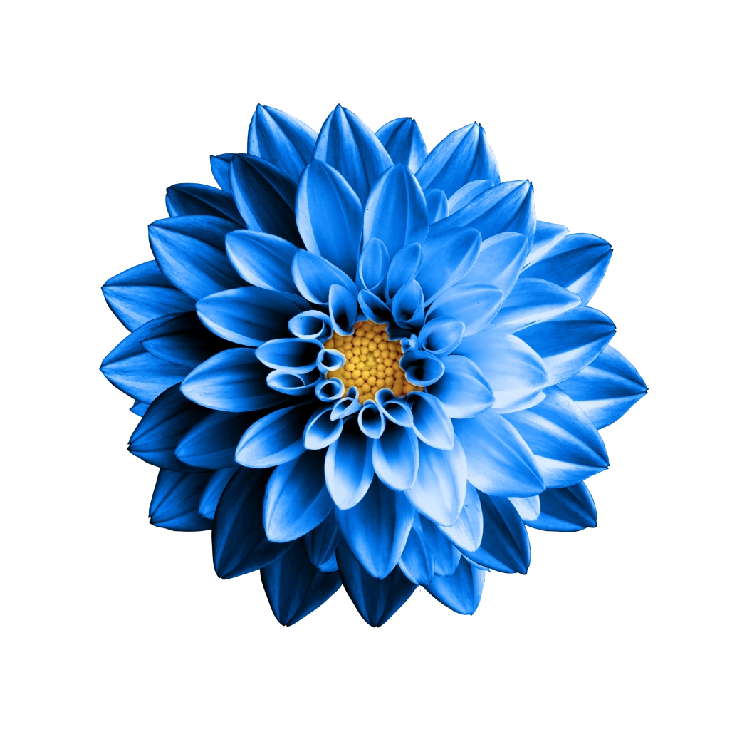 blue flower