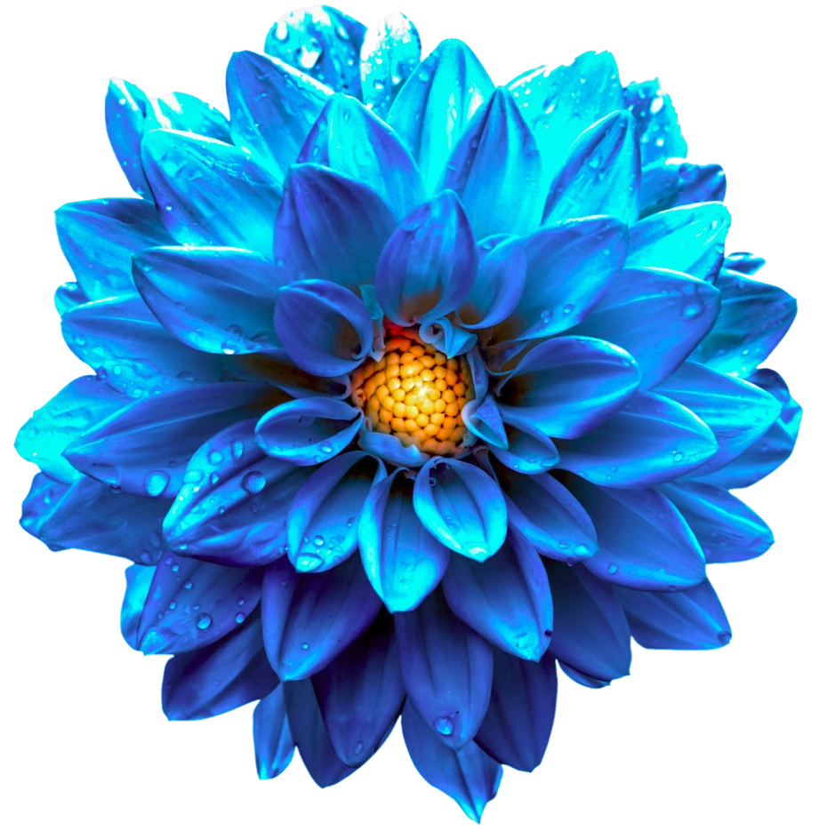 blue flower