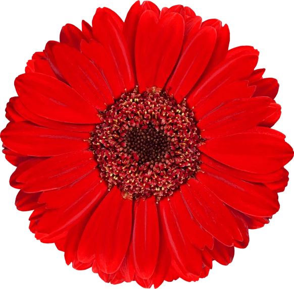 redflower