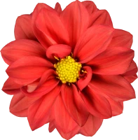 red flower