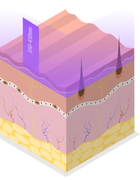 derma structure