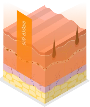 derma structure