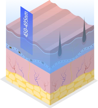 derma structure