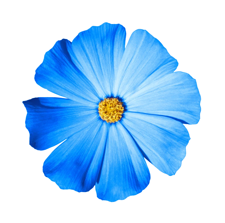 blue flower