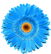 blue flower