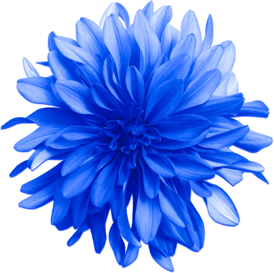 blue flower